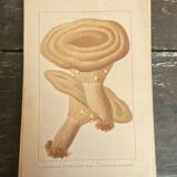 Series of 27 plates h. baillon iconography flora mushrooms vintage