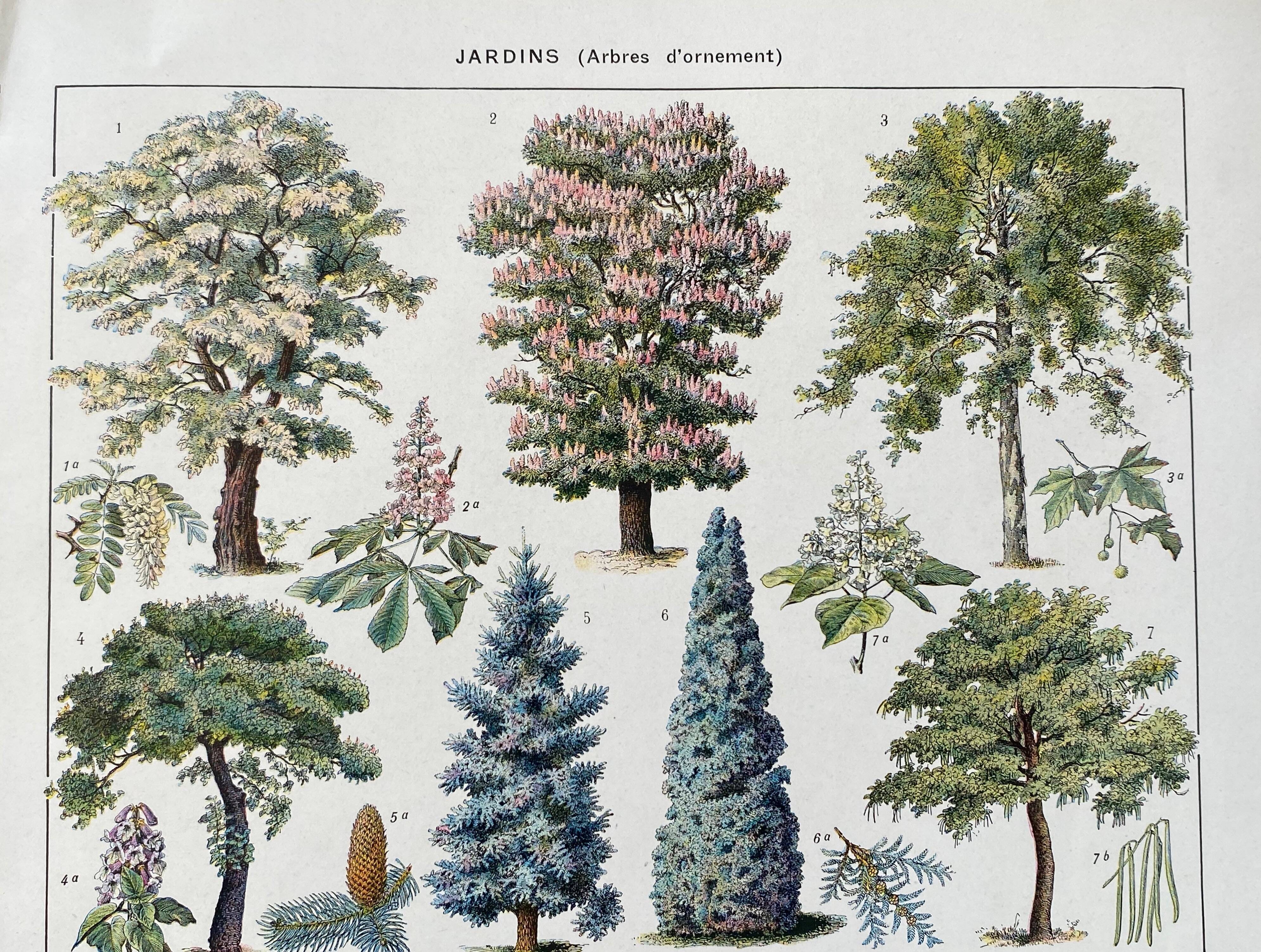 Illustration Millot "Gardens (ornamental trees)"