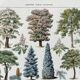 Illustration Millot "Gardens (ornamental trees)"