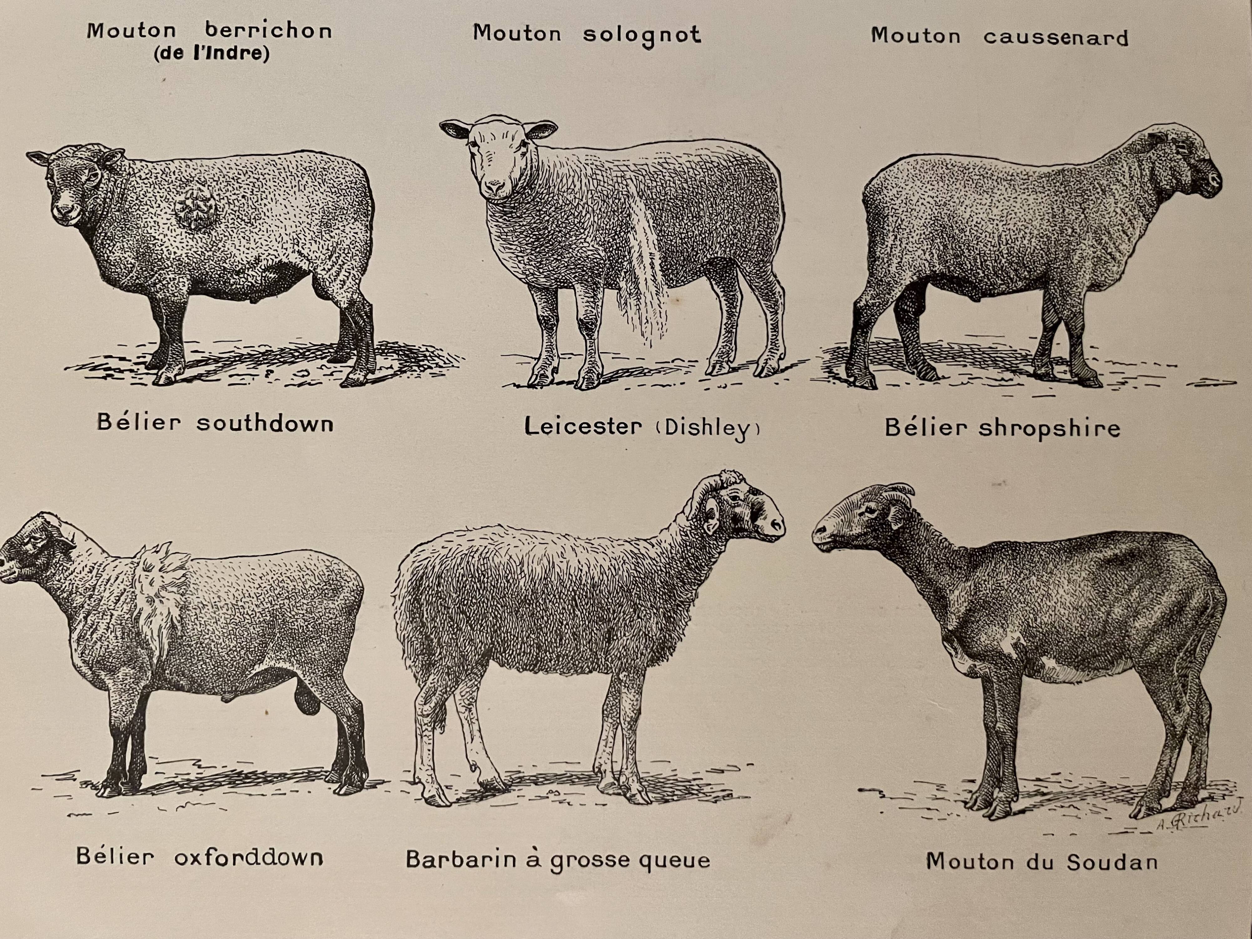 Lithograph on sheep from 1921