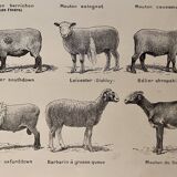 Lithograph on sheep from 1921