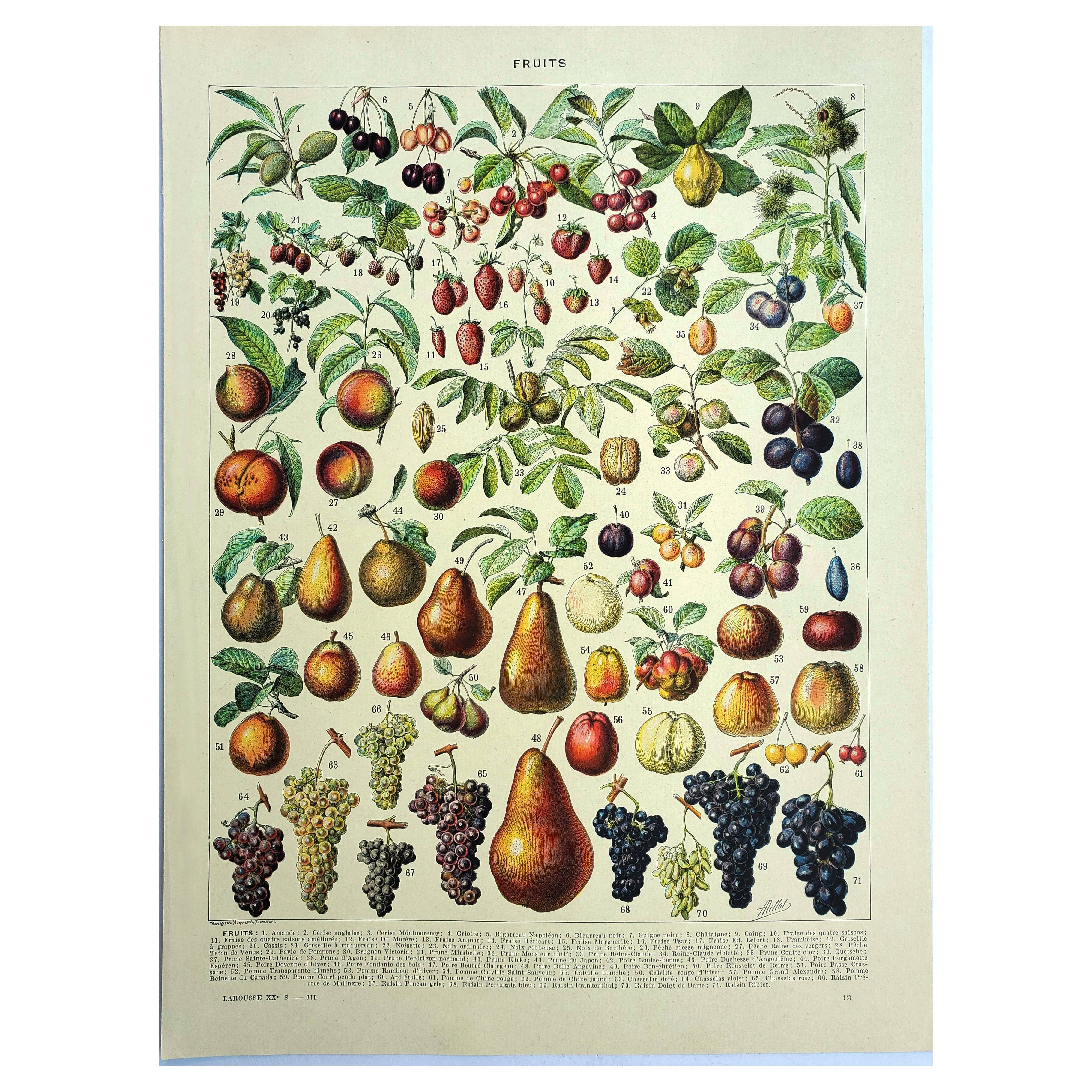 Botanical engraving 1928 A. Millot - Fruit of our regions, fruit harvest