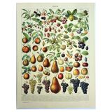 Botanical engraving 1928 A. Millot - Fruit of our regions, fruit harvest