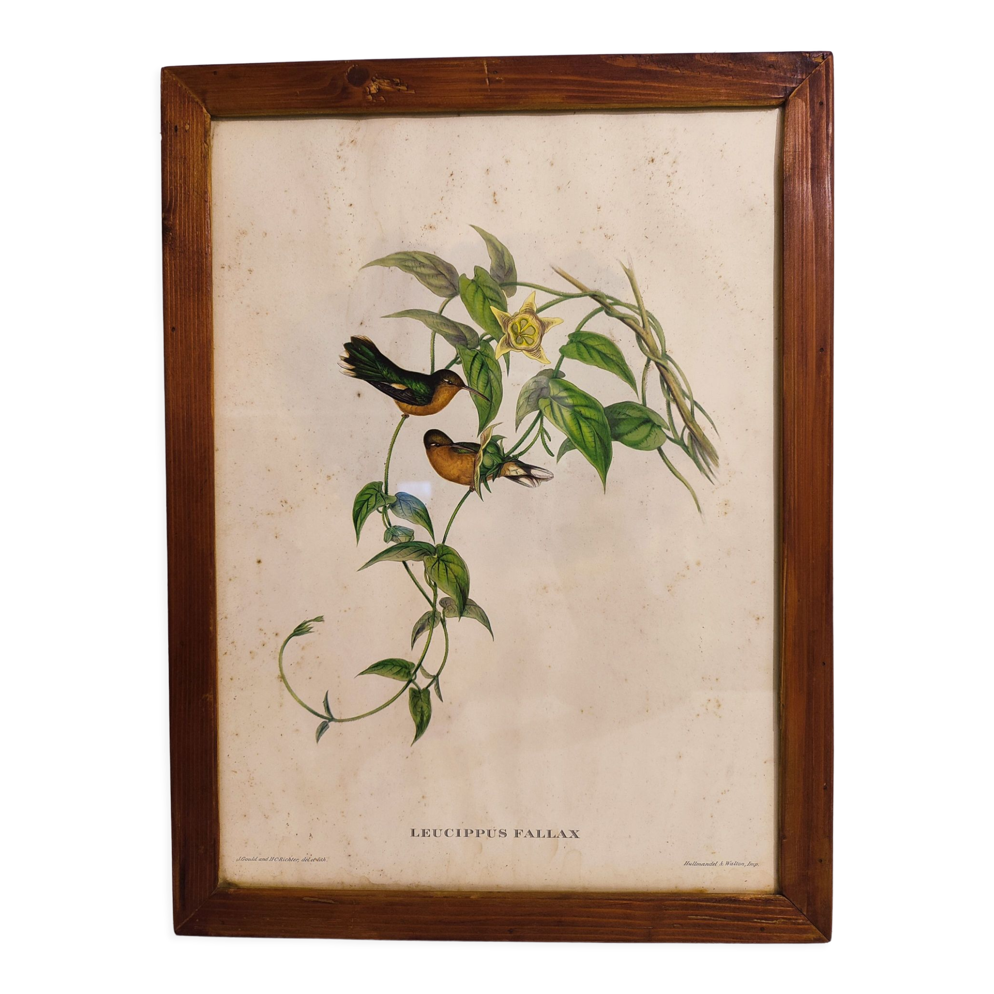 Gould lithograph enhanced hand hummingbird