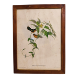Gould lithograph enhanced hand hummingbird