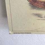 Educational school poster on milk