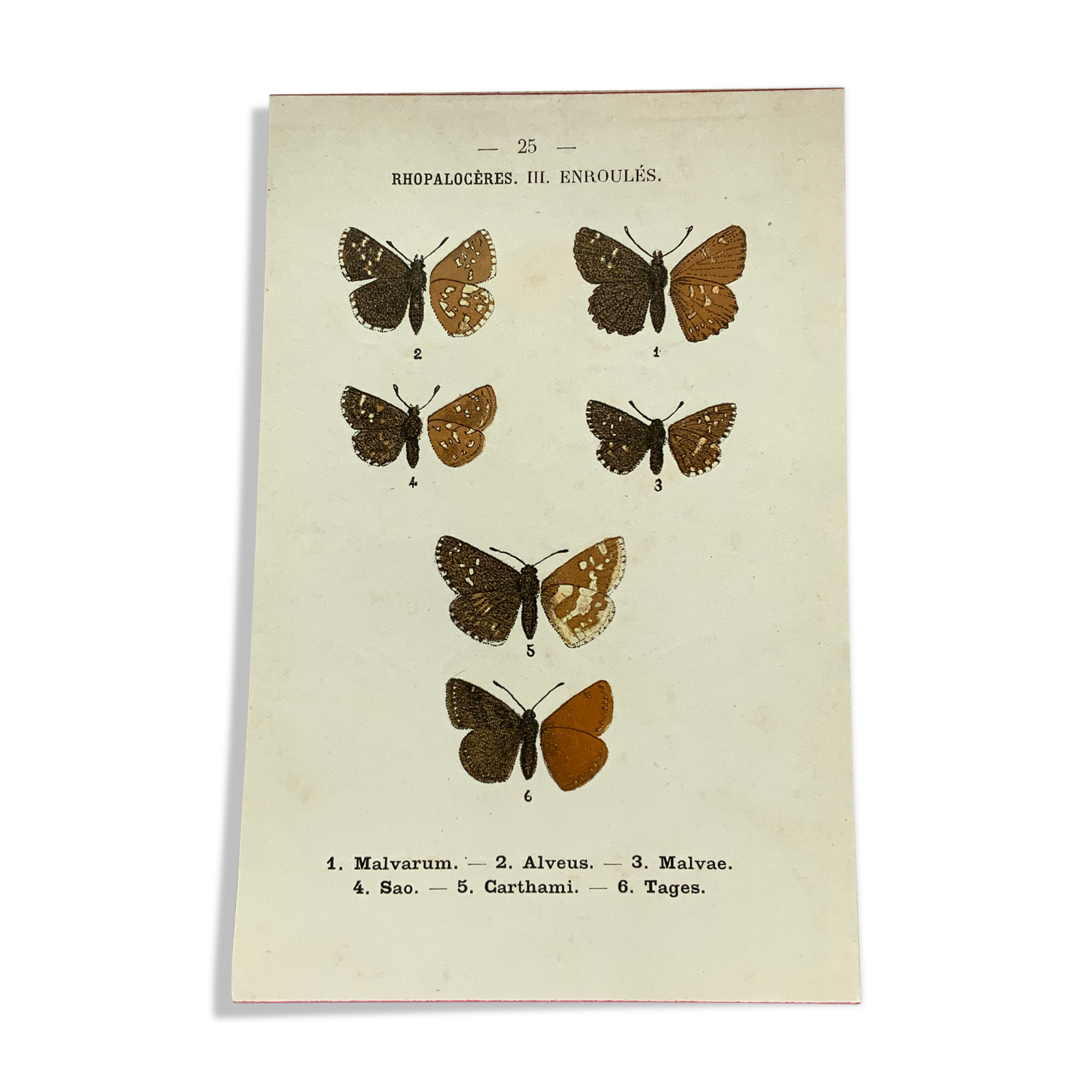 Vintage botanical plate antique butterfly engraving 1903 double-sided G. Denise