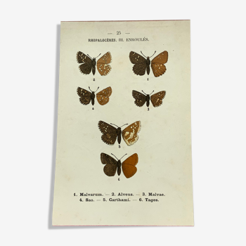 Planche botanique vintage gravure papillon ancienne 1903 double face G. Denise