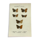 Vintage botanical plate antique butterfly engraving 1903 double-sided G. Denise