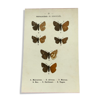 Planche botanique vintage gravure papillon ancienne 1903 double face G. Denise