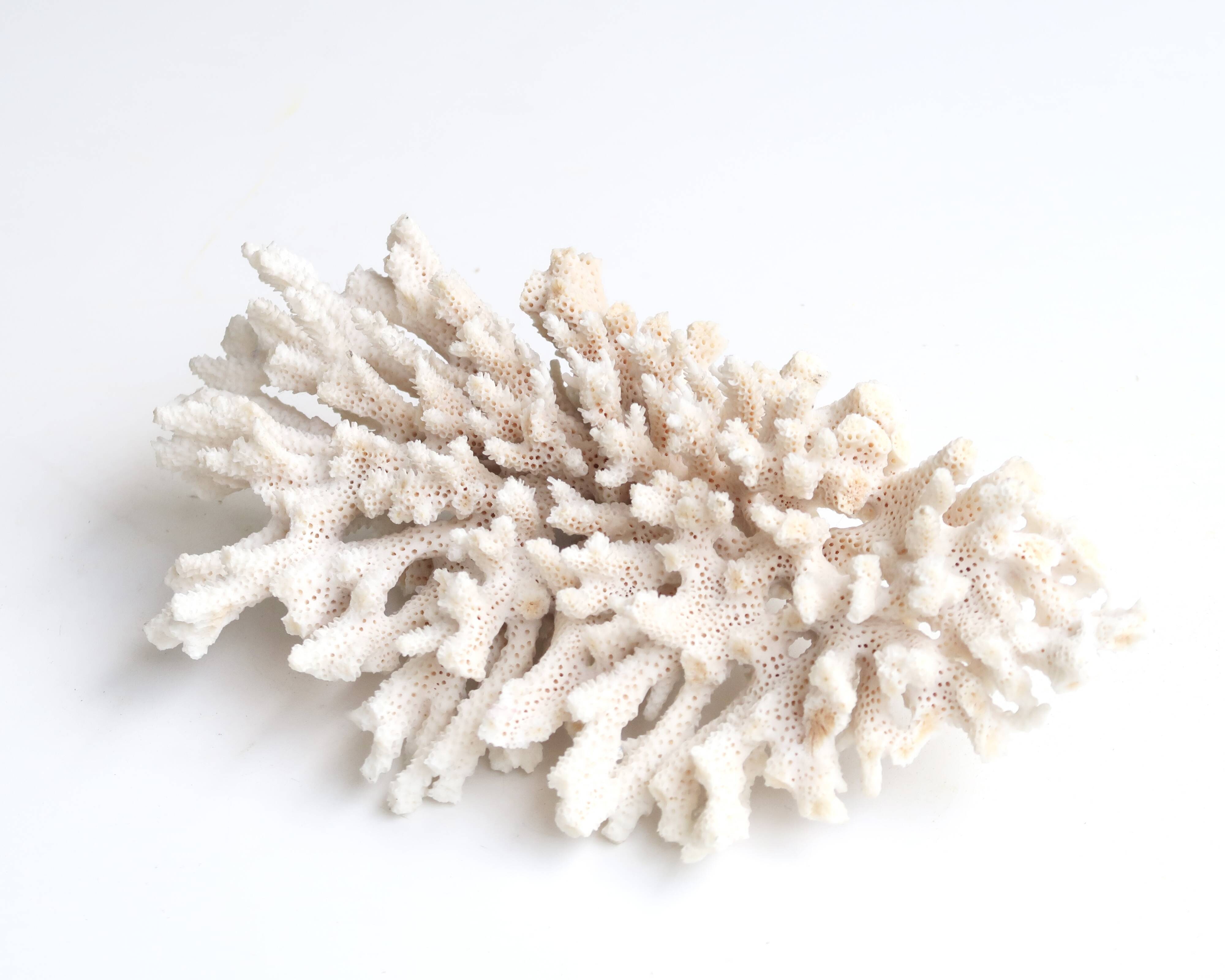 White coral, 70s