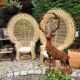 Paires de fauteuils emmanuelle Emmanuelle
