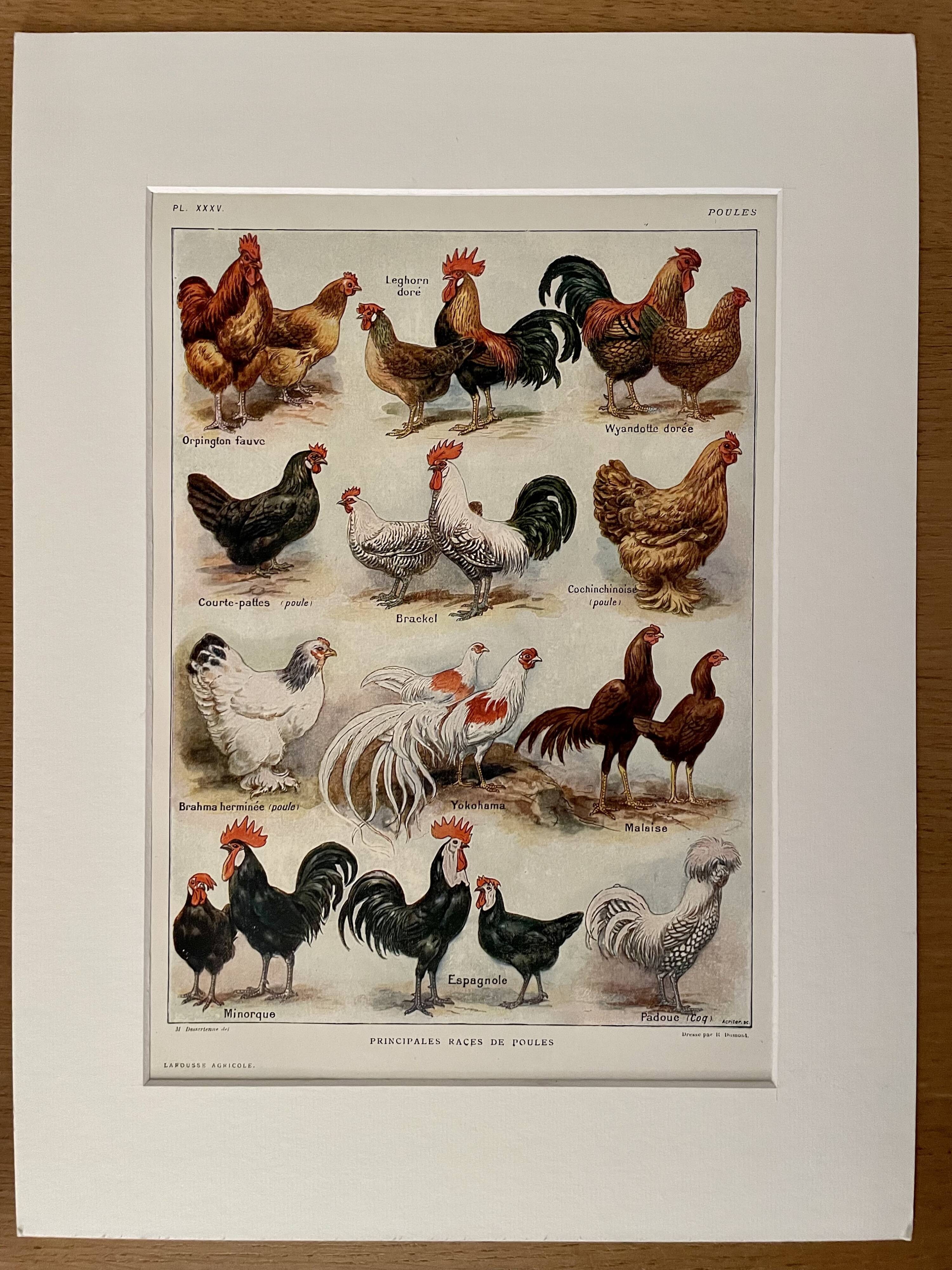 Lithograph on chickens (XXXV) - 1920