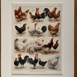 Lithograph on chickens (XXXV) - 1920