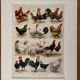 Lithograph on chickens (XXXV) - 1920