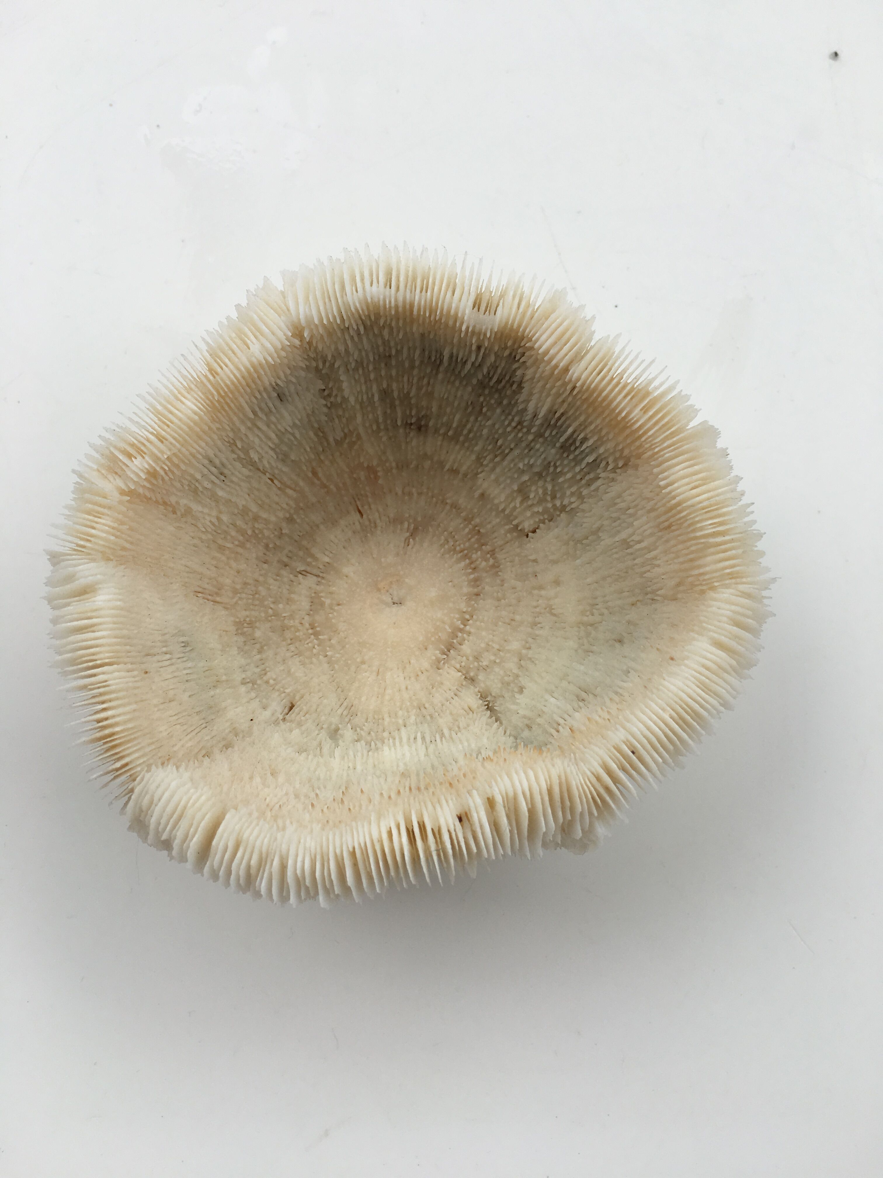 Coral Fungia Indian Ocean