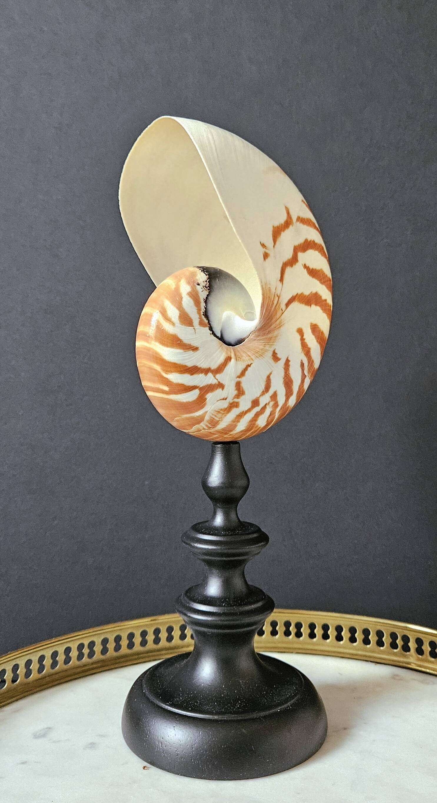 Nautilus / Natural Nautile, Black Turned Wood Base H: 25 cm