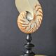 Nautilus / Natural Nautile, Black Turned Wood Base H: 25 cm