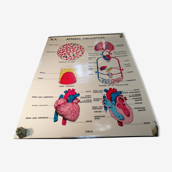 Anatomy School Poster - Vintage