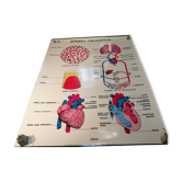 Affiche scolaire d'anatomie - Vintage