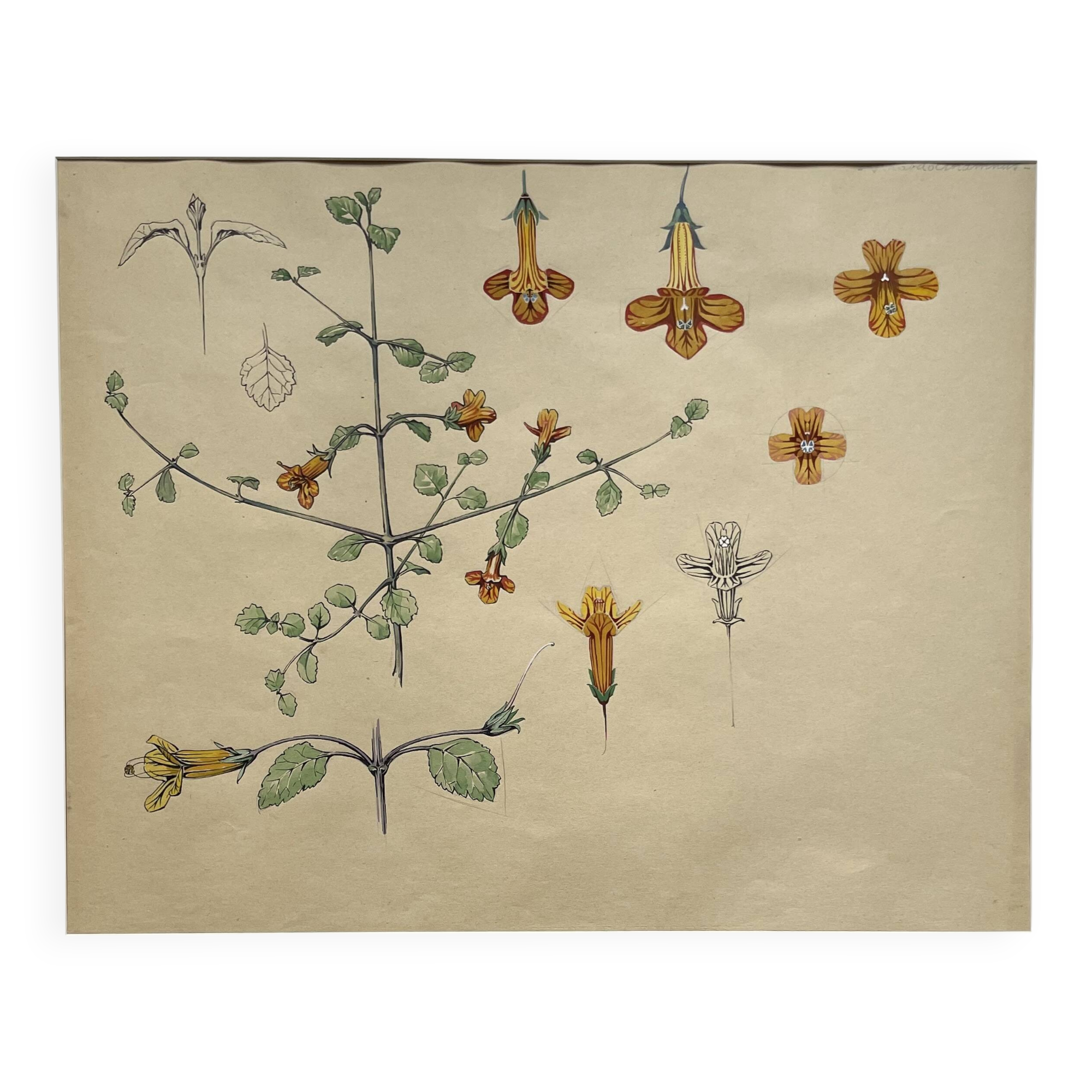 Marcel Corrette, Étude florale de Gloxinia de Nouvelle-Zélande, Aquarelle