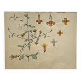 Marcel Corrette, Floral Study of New Zealand Gloxinia, Watercolor