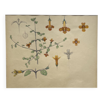 Marcel Corrette, Floral Study of New Zealand Gloxinia, Watercolor
