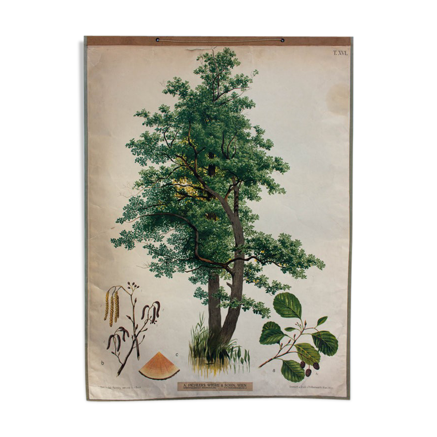 Poster alder tree by Joh. Kautsky sen und g. c. Beck for Gerold & Sohn 1879