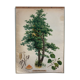Poster alder tree by Joh. Kautsky sen und g. c. Beck for Gerold & Sohn 1879