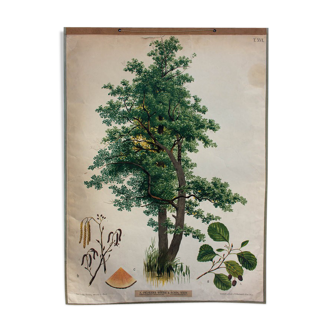 Poster alder tree by Joh. Kautsky sen und g. c. Beck for Gerold & Sohn 1879