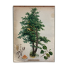 Affiche aulne arbre par Joh. Kautsky sen und G. c. Beck pour Gerold & Sohn 1879