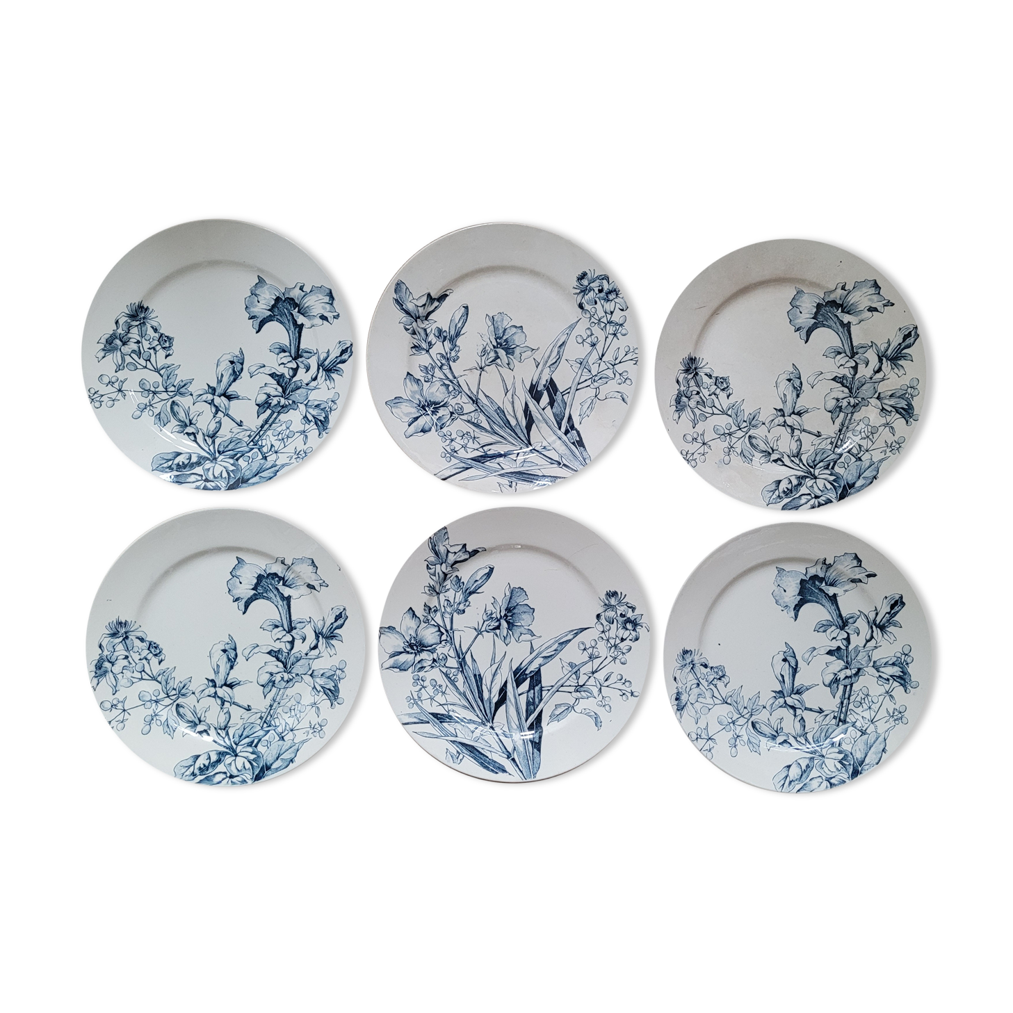 6 plates petunia bfk