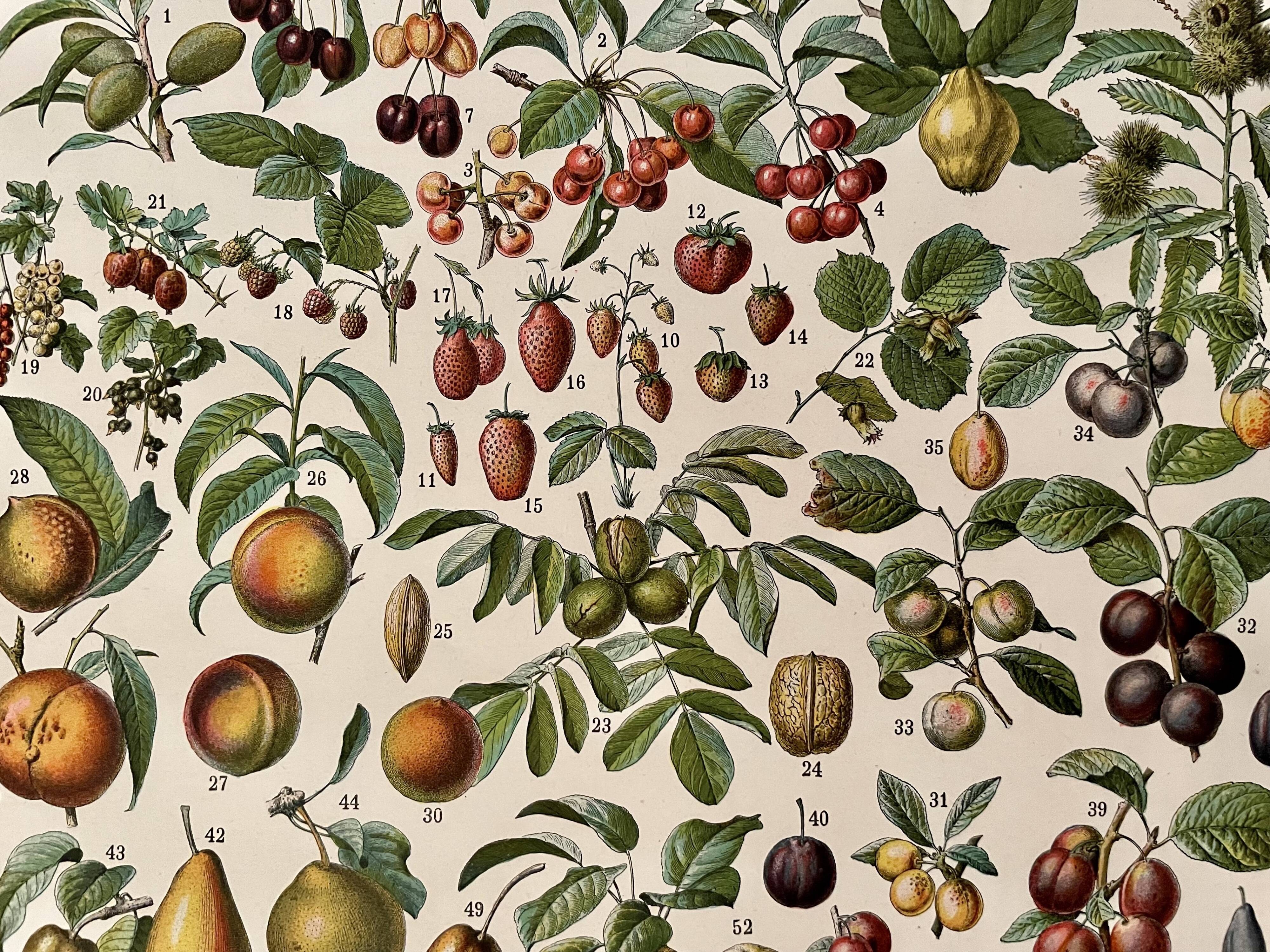 Lithograph on fruits - 1930