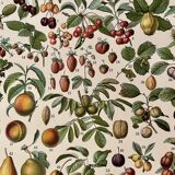 Lithograph on fruits - 1930