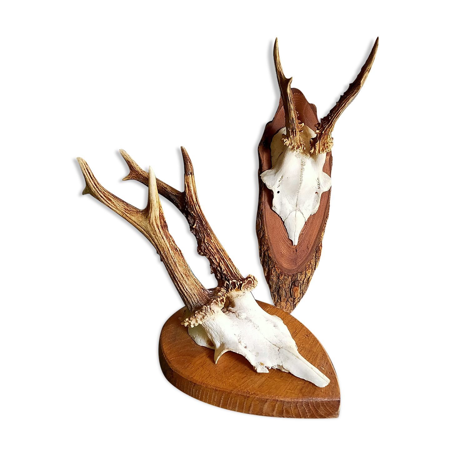 Duo of vintage hunting trophies Art-populaire 50s