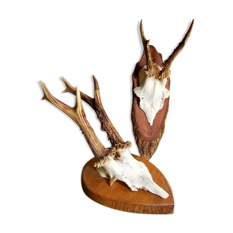 Duo of vintage hunting trophies Art-populaire 50s