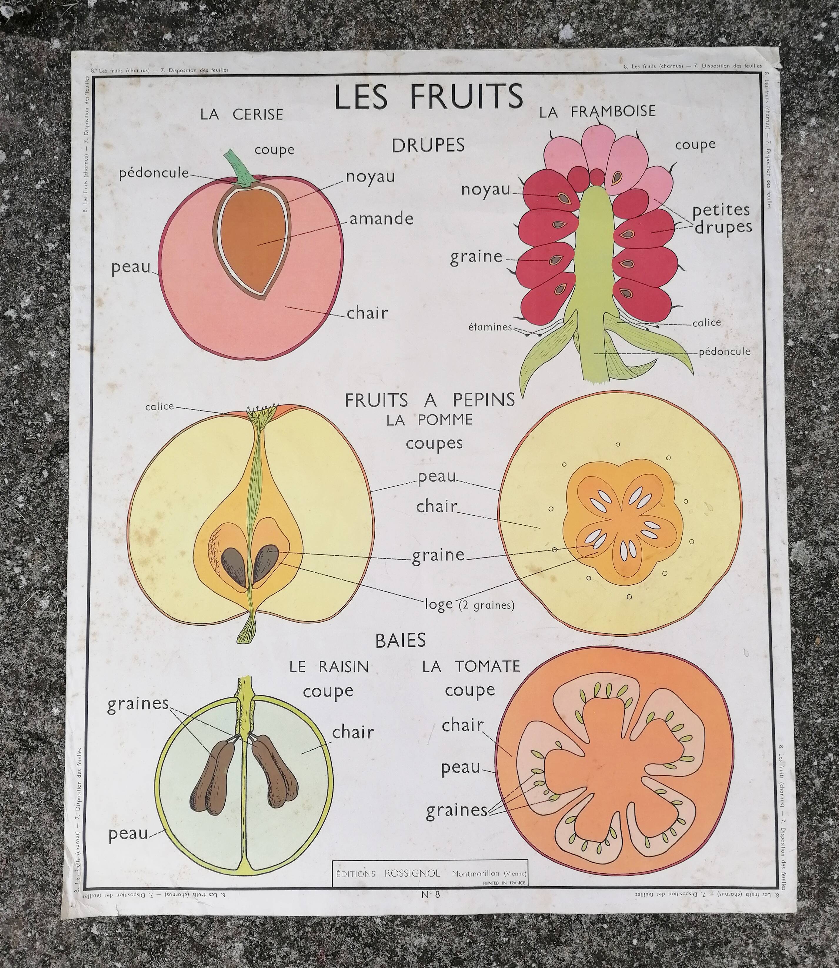 Rossignol educational poster: "Arrangement of leaves and fruits".