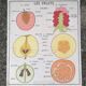 Rossignol educational poster: "Arrangement of leaves and fruits".