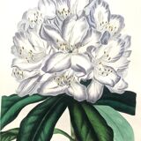 Old poster - Botanical plate 1854