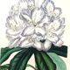 Affiche ancienne planche botanique 1854