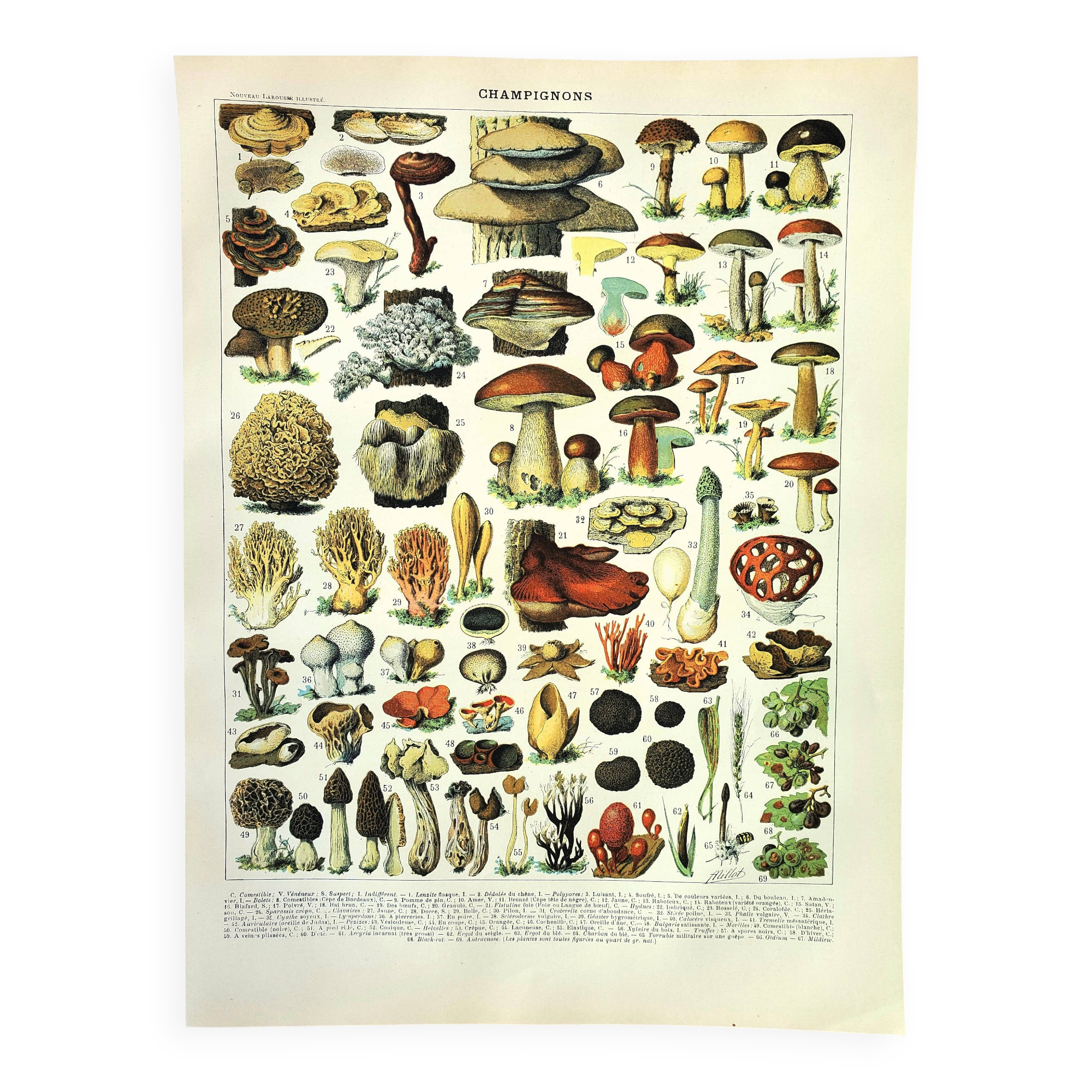Old engraving from 1897 - Mushrooms (2) by Millot. Botanical plate.