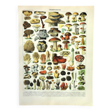 Old engraving from 1897 - Mushrooms (2) by Millot. Botanical plate.