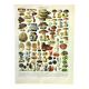 Gravure ancienne de 1897 - Champignons  (2) par Millot. planche botanique