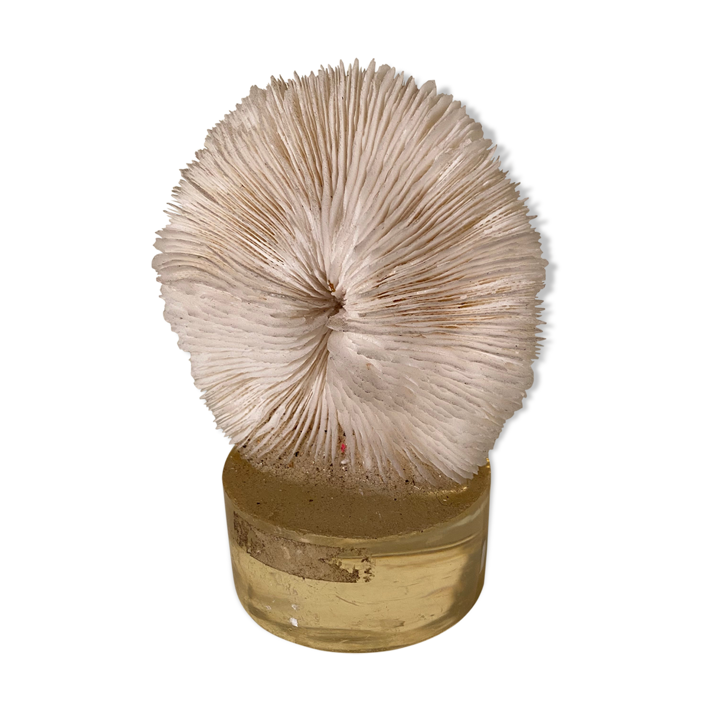 Corail sur résine vintage