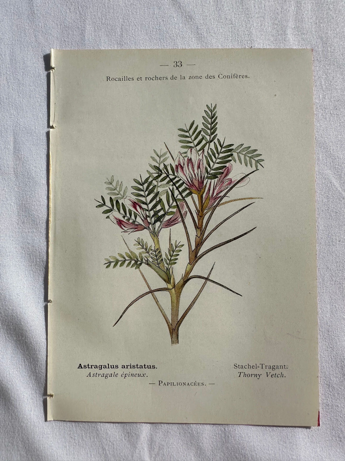 Planche Naturaliste – Gravure botanique ancienne 19eme  recto verso