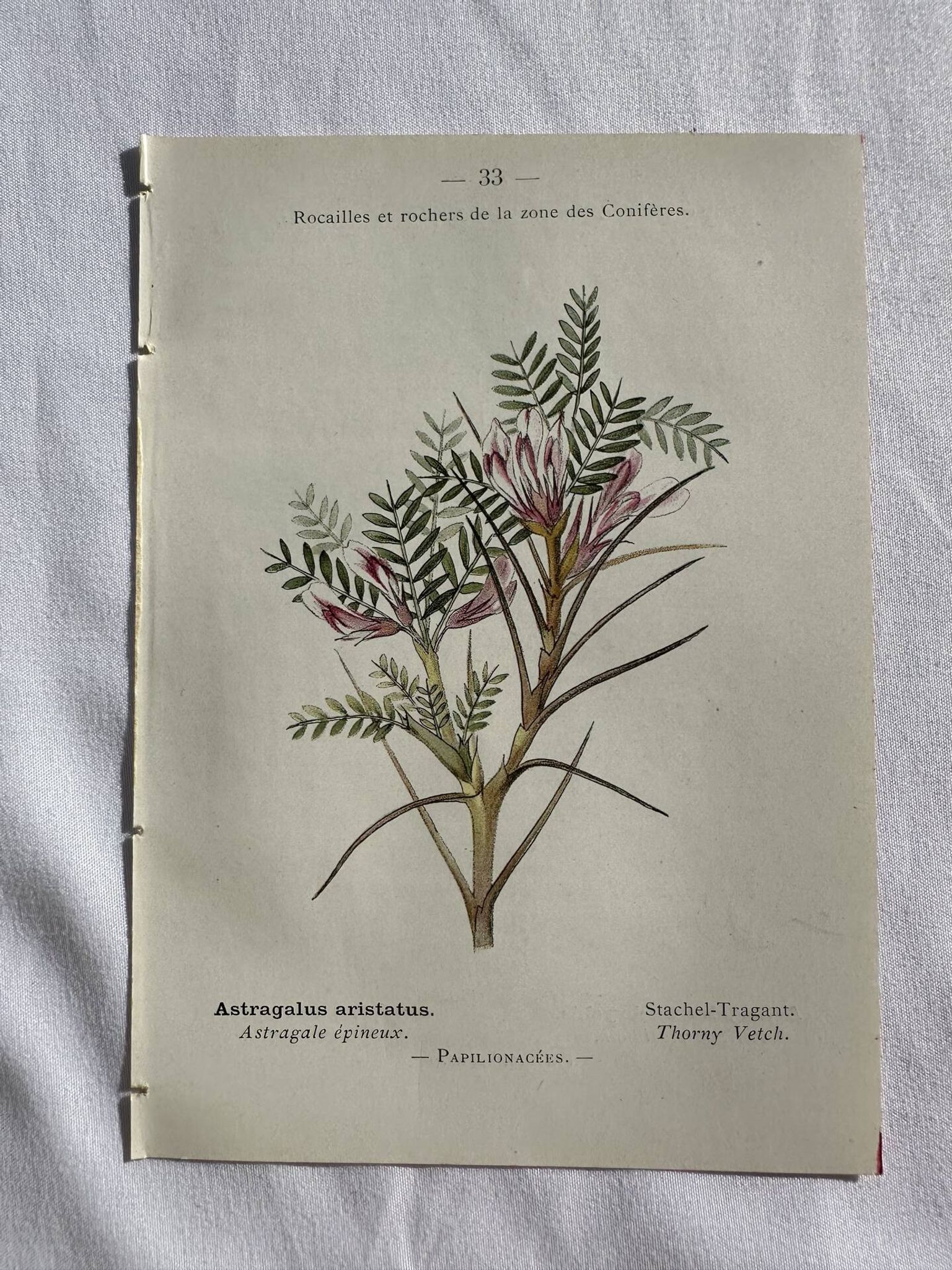 Planche Naturaliste – Gravure botanique ancienne 19eme  recto verso