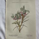Planche Naturaliste – Gravure botanique ancienne 19eme  recto verso