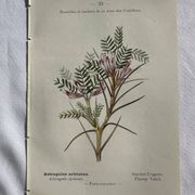 Planche Naturaliste – Gravure botanique ancienne 19eme  recto verso