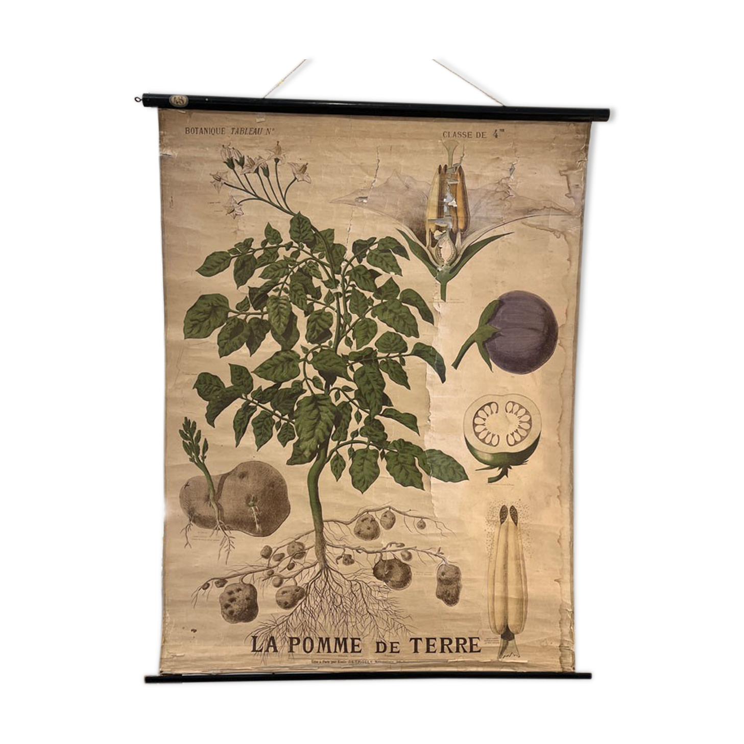 Old Deyrolle board "The potato"