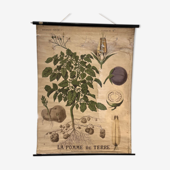 Old Deyrolle board "The potato"